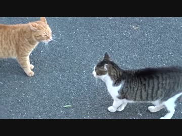 新春対決！ヘタレ猫VS人懐こい茶トラVS最強に人懐こい野良猫