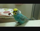 トリィの日常（..・ ё ・..∋）。