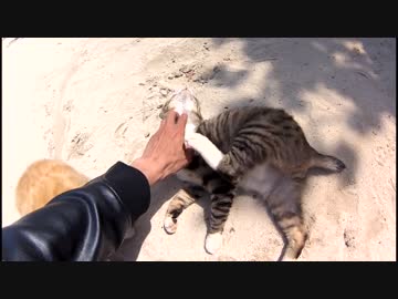 モフられてヘヴン状態になる石垣島の猫