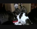 こんしゅうのおやつ【蒼民家の猫々】