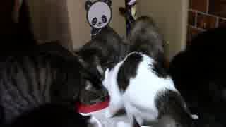 こんしゅうのおやつ【蒼民家の猫々】