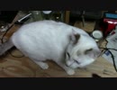 【生後260日】きょうの仔猫【蒼民家の猫々】