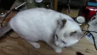 【生後260日】きょうの仔猫【蒼民家の猫々】