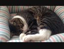 うちの猫の寝姿を撮影してみた（１月４日）