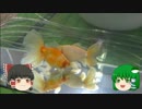 ゆっくりれいむのアクア放浪記　#特別編2　第6回アクアリウムバス