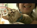 パパ「ねこって照れ屋やからな」