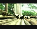 2015年1月3日中継のハイライト 七巧（チーチャオ）は台から落ちて呆然。でも平気そう＾＾