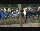 2015年1月3日中継のハイライト 七巧（チーチャオ）は木の上から降りて、カメラに向かって走って来た。