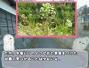 【ゆっくり解説】やる夫が、そのへんで探して食べる【冬の野草】前編