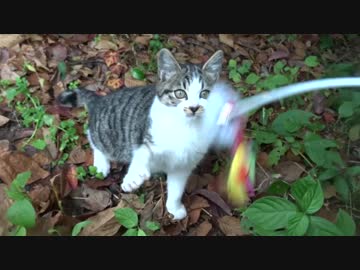 【猫の捕獲ドキュメント2】猫夫婦捕獲完了、そして去勢と避妊へ…