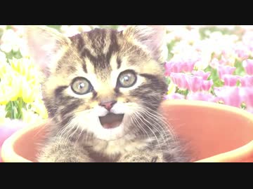 安倍総理が安倍信者を完全論破するようです