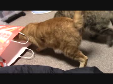 拾いねこ＠生後916/883日目　福袋に入るアコさん