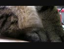 【生後261日】きょうの仔猫【蒼民家の猫々】