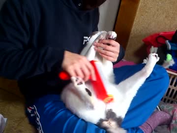 コロコロが気持ちよくて開脚しちゃうぬこ様