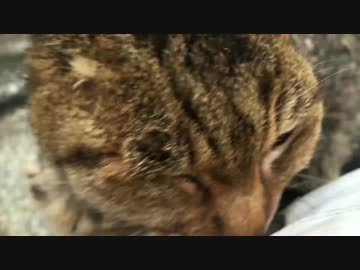 注文の多い老婆猫をモフってみた