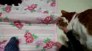甘えん坊猫