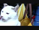 【生後262日】きょうの仔猫【蒼民家の猫々】