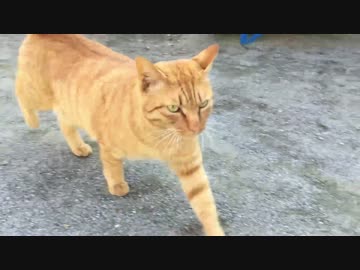 公園猫戦争 茶トラ猫のねじれ尻尾の謎に迫る 茶トラ1号 ニコニコ動画