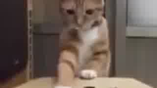 もぐらたたき猫.mp4