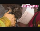 ピンチ　コアラも脱水症状…豪で大規模な森林火災