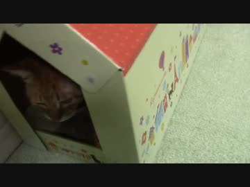 拾いねこ＠生後918/885日目　どじっ子アコにょん