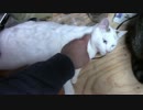 【生後263日】きょうの仔猫【蒼民家の猫々】