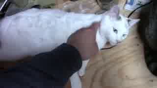 【生後263日】きょうの仔猫【蒼民家の猫々】