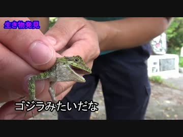 【遂に現れた】二泊三日ヤンバルの旅4話【天然記念物】