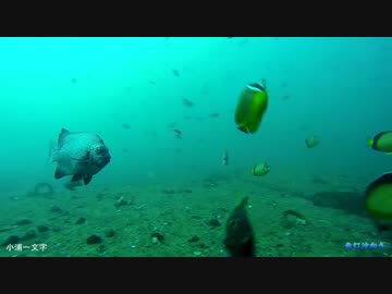 水中カメラ沈めてみた81　冬の小浦一文字で大型イシダイを追う！