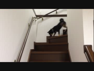 【豆柴】階段を下りる柴犬【イッチ】
