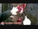 シカに発砲止めから血抜きまで　新米猟師ハンターライフ箱罠