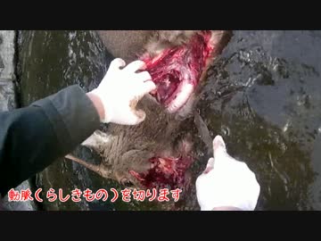 シカに発砲止めから血抜きまで　新米猟師ハンターライフ箱罠