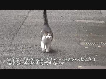 最強に人懐こい野良猫、人懐さに加えて甘ったれになる