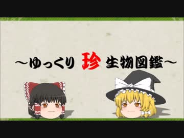 ～ゆっくり　珍　生物図鑑～　第28回　クラゲイカ属