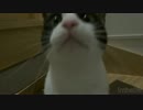 新年明けたら2秒でにゃんこ♪2015