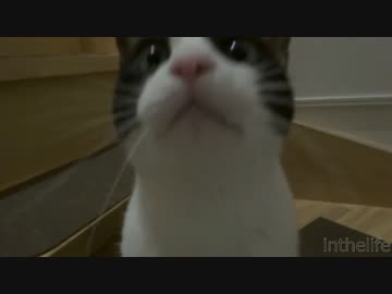 新年明けたら2秒でにゃんこ♪2015