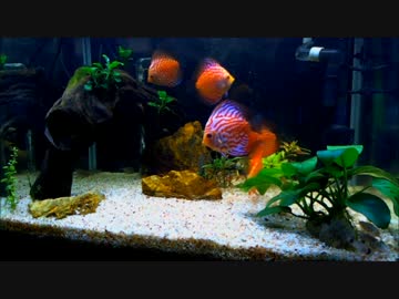 我が家のアクアリウム