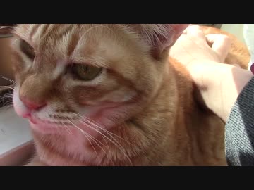 拾いねこ＠生後920/887日目　不機嫌そうな顔のアコさん