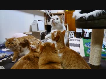 【マンチカンズ】猫さん電動歯ブラシに集合