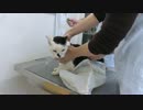 頑張るイチ師匠！！でも、目薬は大嫌い！！【魚くれくれ野良猫】