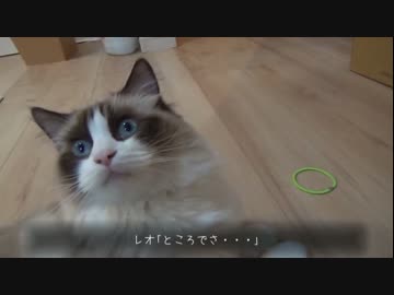 ラグドールのレオ　Vol.57 猫タワーで眠るレオ
