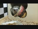 【ハリネズミ】イムちゃん、小屋の上に登る！？【55日目】