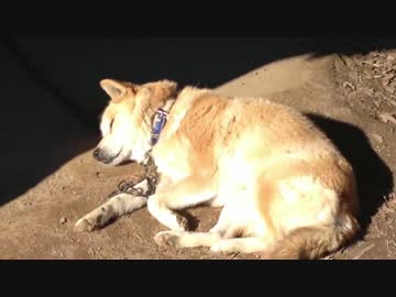 ωいじりが癖の愛犬、寝顔のアップ撮影を許す