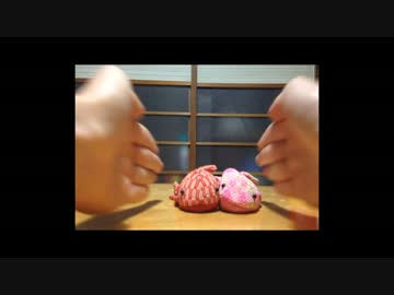 金魚にいじめられる野獣（投稿テスト）.mp4