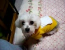 ランに使い捨てカイロを貼ってみた I used the disposable body warmer for a dog.wmv