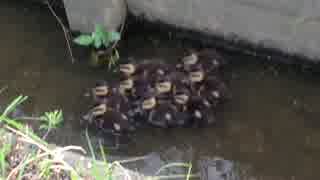 かわいそうなカルガモのヒナ達