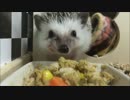 【ハリネズミ】おいしそう【56日目】