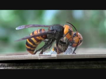 オオスズメバチ捕まえた