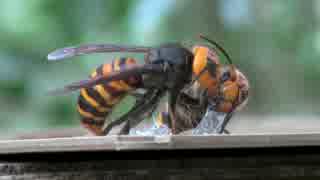 オオスズメバチ捕まえた