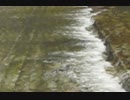 京都鴨川の流れる様子を撮影しました（１）.mpg